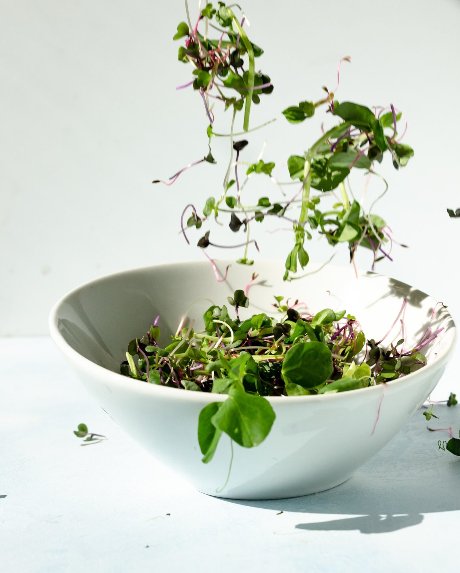 green plant on white